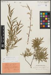Foto von Salix purpurea L. x Salix repens L.